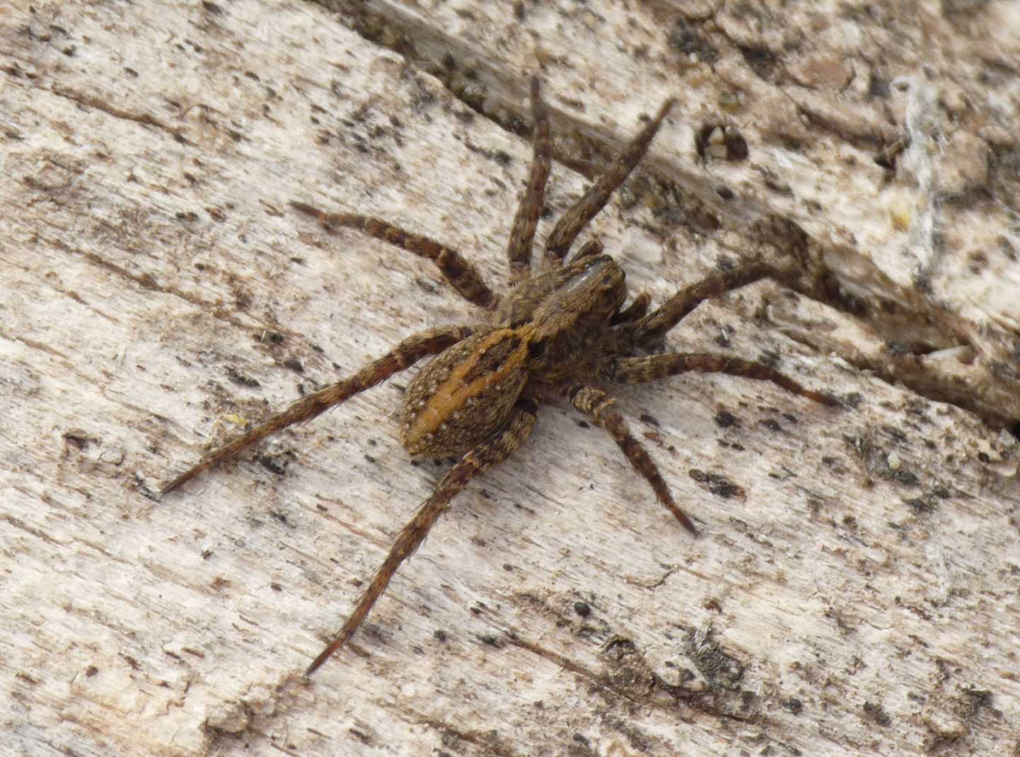 Alopecosa albofasciata